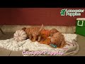Cavapoo dogs for sale: Daisy - Video 1