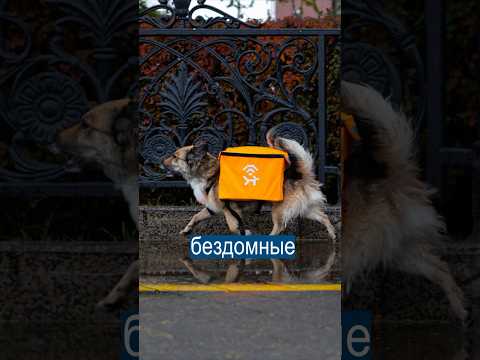 Собаки Раздают WI-FI в Екатеринбурге