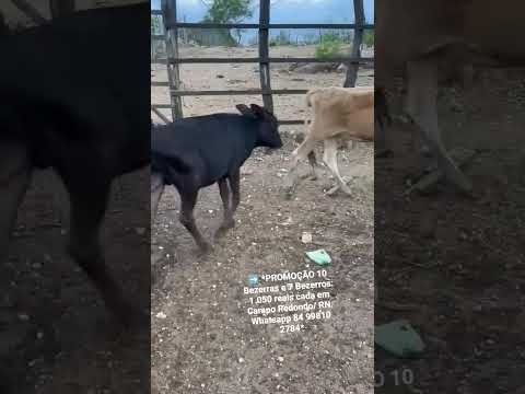 10 Bezerras e 7 Bezerros: 1.050 reais cada em Campo Redondo/ RN. Whatsapp 84 99810 2784*#gado