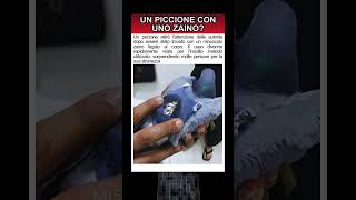 Un piccione con uno zaino?