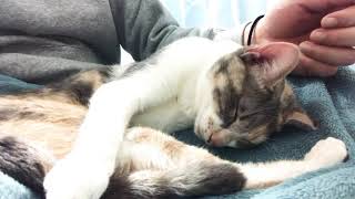 【猫動画】寝落ちぱるさん
