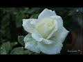 The Blooming Splendor Exploring The Magnificence Of Rose Avalanche And Dutch Roses