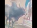 Jallikattu WhatsApp Status Jallikattu Mass Status Tamil Jallikattu Status Ubscribe My Channel