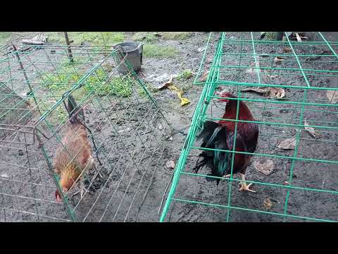 PURE KELSO BC × GILMORE HATCH HEN | #klb32gamefowl #sabonginternational