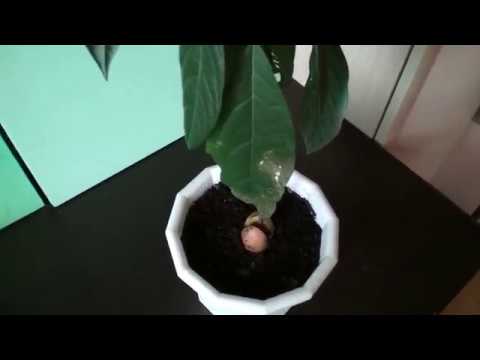 Авокадо в домашних условиях // Результат спустя пол года