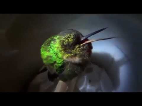 A gorgeous humming bird snoring a symphony while sleeping