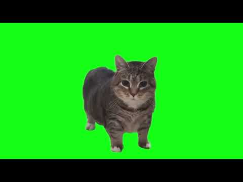 Spinning Cat Meme