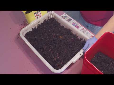 Harvesting castings, bin prep & split of the worm population