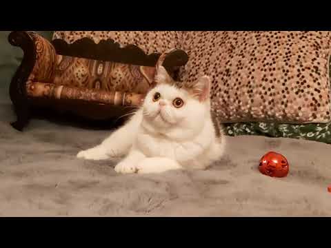 Exotic Shorthair kittens (can deliver) - Image 2