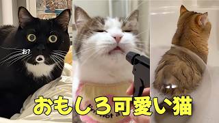 面白かわいい猫動画まとめ