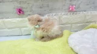 スコティッシュフォールドの動画01