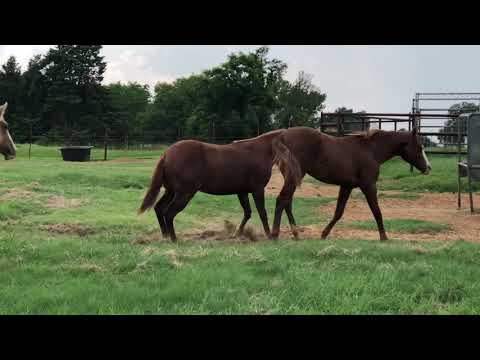 SOLD 2020 Colt by Gunnin For Chicks x Whiz Be Quick