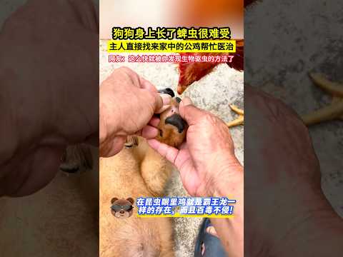 狗狗身上長了蜱蟲很難受，主人直接找來家中的公雞幫忙醫治，網友：這麼快就被你發現生物驅蟲的方法了！#shorts