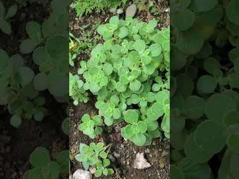 春に植えるべき防虫植物：家から害虫を追い出すトップ5！  庭園