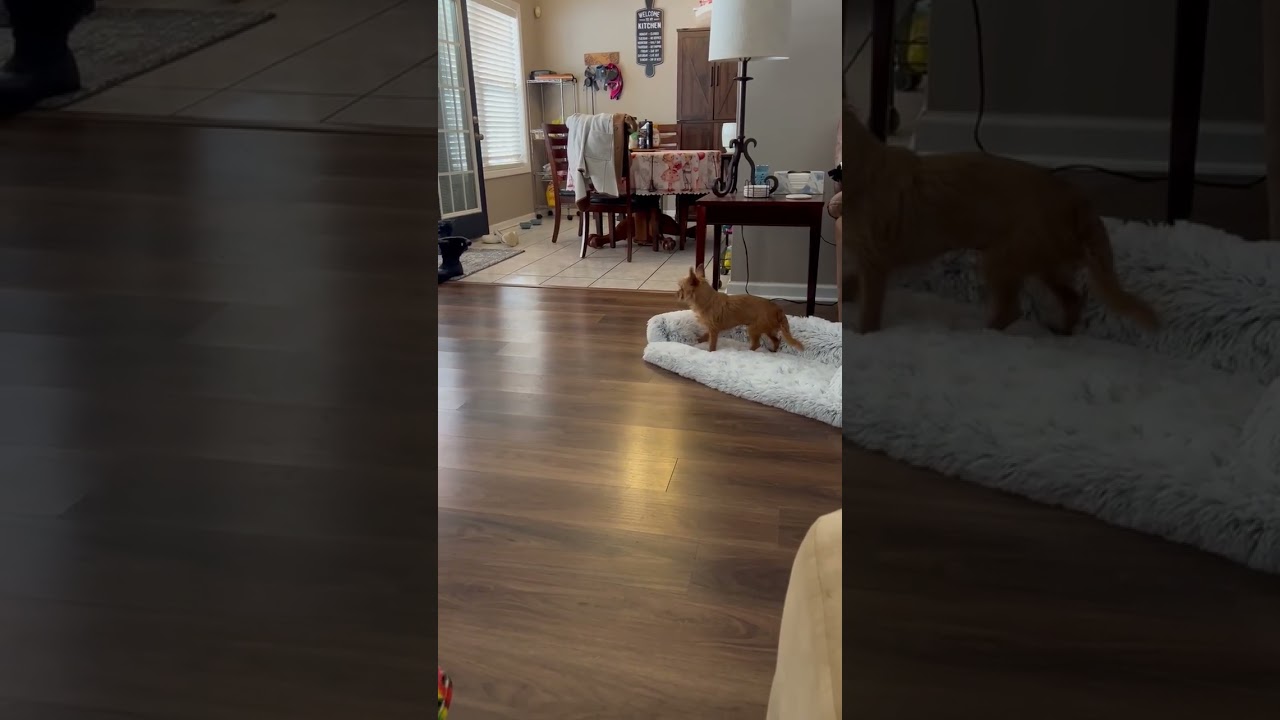 Tramp, a ADOPTABLE Yorkshire Terrier in Monroe, GA video 6/6