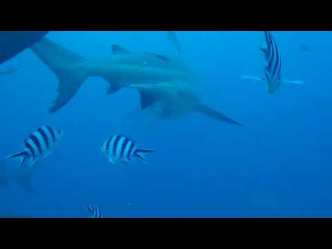Shark Diving - Pacific Harbour, Fiji