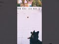 German Shepherd Doggy Style Whatsapp Status Mr A