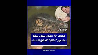 فريق من العلماء بالأرجنتين يعثرون على بيضة ديناصور محفوظة بشكل شبه كامل تعود إلى نحو 70 مليون سنة thumbnail