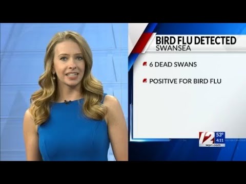 Officials: Swans in Swansea died of Bird Flu