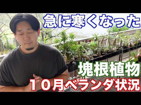 園芸 マウンテン亜麻、マウンテンフォルミウム、クックスフォルミウム