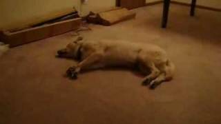 Смотреть онлайн Спящая собака – улетный ролик