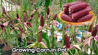 Growing Corn in Pots at Home / Ruby Queen Corn in Pots, Easy for Beginners