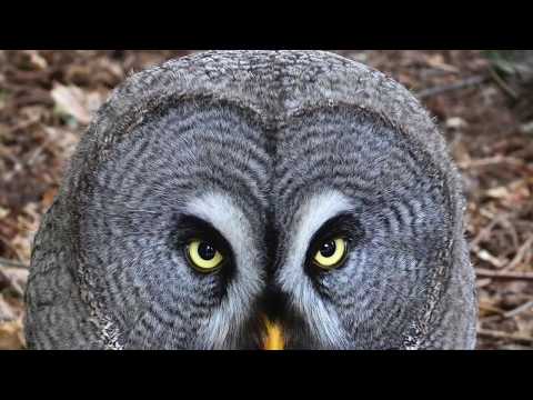 Sova bradatá (Strix nebulosa) — HD nahrávka volania v tajge
