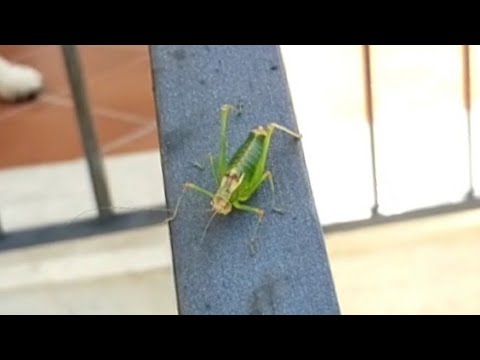 Il grillo verde di Rocca D'Evandro