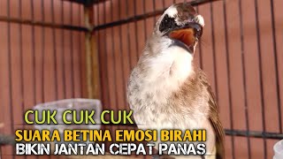 Download lagu Trucuk BETINA memanggil Jantan Suara Birahi Ngecuplik 100% pancingan trucukan gacor agar BUNYI EMOSI mp3 Download lagu Trucuk BETINA memanggil Jantan Suara Birahi Ngecuplik 100% pancingan trucukan gacor agar BUNYI EMOSI mp3