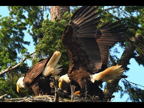 Red-tailed Hawk Chick survives in Eagle Nest