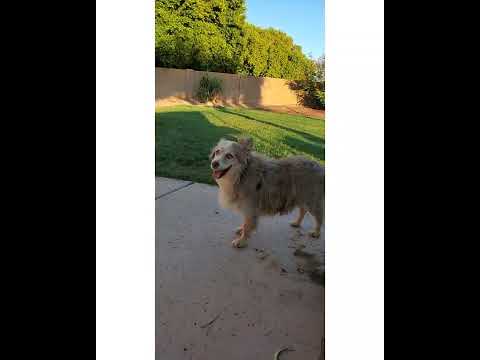 Crystal the Pet Nanny. LLC video.