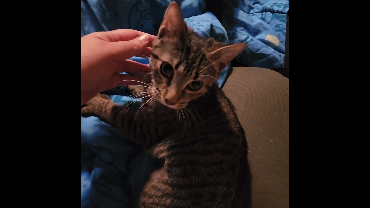 Enlarge Jam, an adoptable mixed breed in New York, NY video 2/6