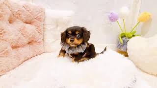 ハーフ犬の動画01