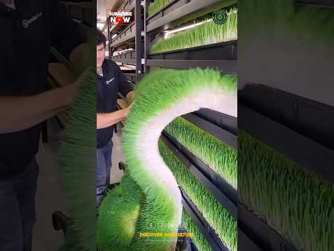 Hydroponic Fodder Farming 😱