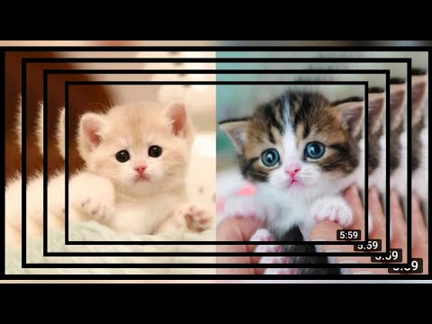 🐱  Cat Video Fest 2021//funny cats video//Dipankar..@@