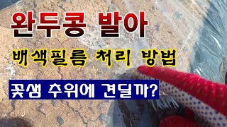[텃밭농부 1,802]  완두콩 발아 후 배색필름 처리 방법. 꽃샘추위 대비, #완두콩재배