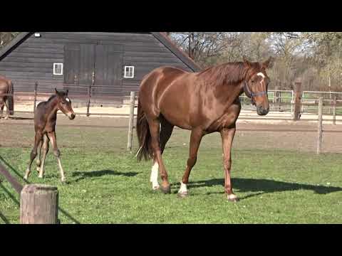 Royal Highness Got To Dance - v. Furst Dior