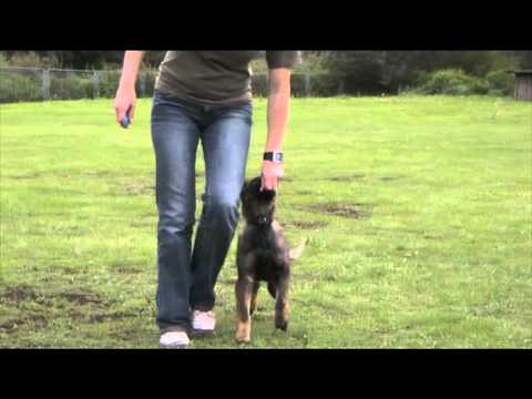 Avanti Levemar - obedience first steps with clicker