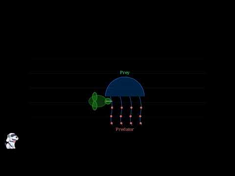 Zooplankton – Definition, Characteristics, Types, Importance - Video