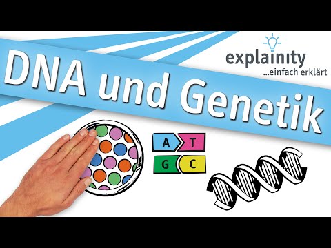 DNA und Genetik einfach erklärt (explainity® Erklärvideo)