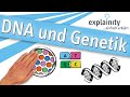 DNA Und Genetik Einfach Erklärt Explainity Erklärvideo