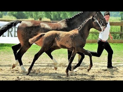 Nr. 24 Hengstfohlen "Kante''" von Blanc Pain - Freudenfest