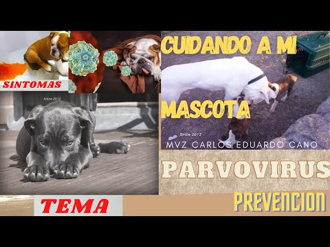 PARVOVIRUS canino / ¿QUE ES EL PARVOVIRUS  Y COMO SE CURA / PRONOSTICO Y TRATAMIENTO PARVO EN PERROS