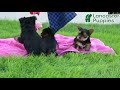 Yorkshire Terrier dogs for sale: Pumpkin TEACUP - Video 1