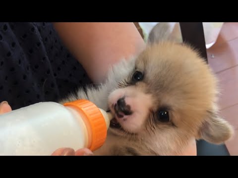 子犬にミルクをあげてもいいですか?