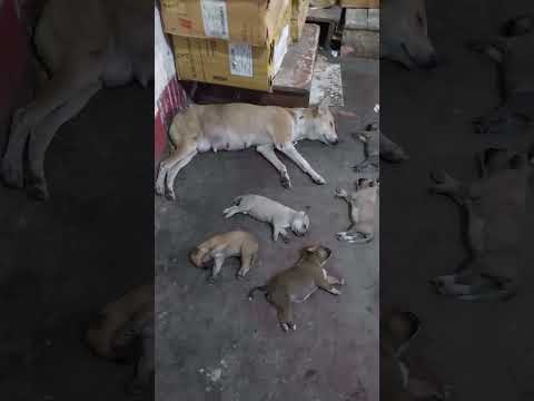 Slipping Dog Family 👪