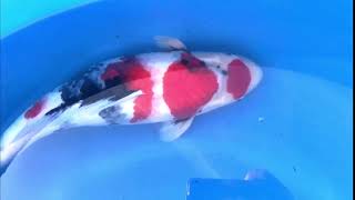 video van Maruten Showa 2311014