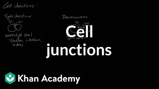 Cell Junctions | Cells | MCAT | Khan Academy