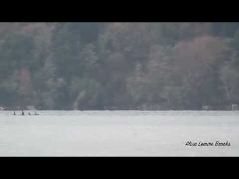 SRKWs (Js & Ks) - Nov 3, 2015 - Puget Sound - Three Tree Point