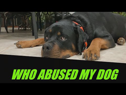 WHO ABUSED MY DOG | ROTTWEILER |ANIMAL ABUSE